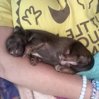 Tut, a male Miniature Dachshund for sale in Broomfield, CO – 5 of 11