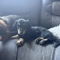 Snickers, a male Miniature Dachshund for sale in Broomfield, CO – 5 of 5