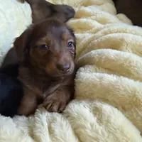 Tut, a male Miniature Dachshund for sale in Broomfield, CO – 4 of 11