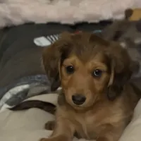 Oakley, a male Miniature Dachshund for sale in Broomfield, CO – Photo 3 of 10