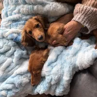 Oakley, a male Miniature Dachshund for sale in Broomfield, CO – Photo 4 of 10