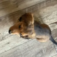 Oakley, a male Miniature Dachshund for sale in Broomfield, CO – Photo 10 of 10