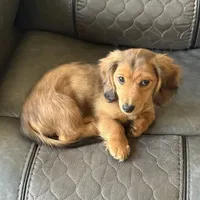 Oakley, a male Miniature Dachshund for sale in Broomfield, CO – Photo 8 of 10