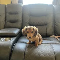 Oakley, a male Miniature Dachshund for sale in Broomfield, CO – Photo 2 of 10