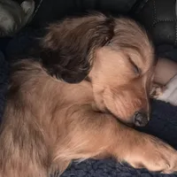 Oakley, a male Miniature Dachshund for sale in Broomfield, CO – Photo 7 of 10