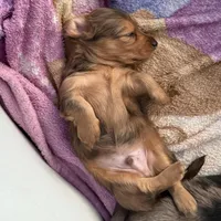 Oakley, a male Miniature Dachshund for sale in Broomfield, CO – Photo 9 of 10