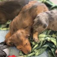 Oakley, a male Miniature Dachshund for sale in Broomfield, CO – Photo 5 of 10