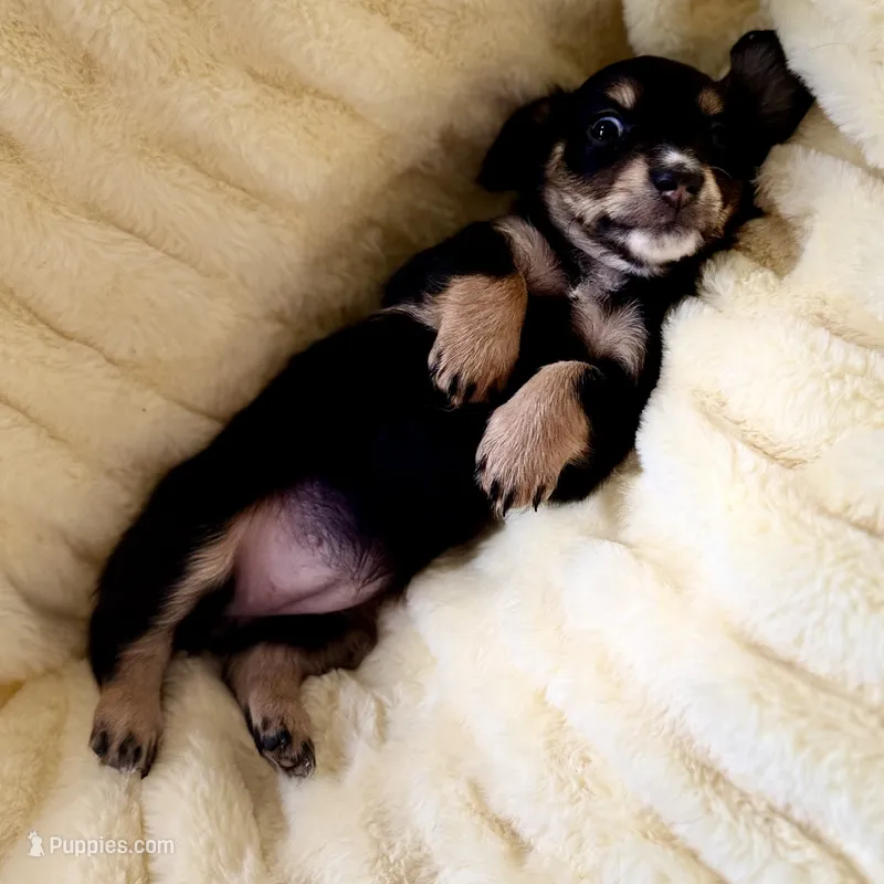 Luna – Miniature Dachshund puppy for sale in Broomfield, CO