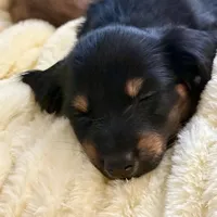 NILE, a male Miniature Dachshund for sale in Broomfield, CO – 7 of 8