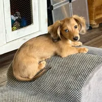 Lotus, a female Miniature Dachshund for sale in Broomfield, CO – 7 of 8