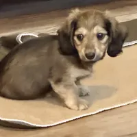 Rolo, a male Miniature Dachshund for sale in Broomfield, CO – 6 of 7