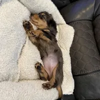 Skittles, a female Miniature Dachshund for sale in Broomfield, CO – 5 of 5
