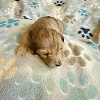 Lotus, a female Miniature Dachshund for sale in Broomfield, CO – 1 of 9