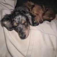 Ash, a male Miniature Dachshund for sale in Broomfield, CO – Photo 5 of 10