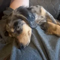 Ash, a male Miniature Dachshund for sale in Broomfield, CO – Photo 4 of 10