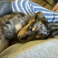 Ash, a male Miniature Dachshund for sale in Broomfield, CO – Photo 7 of 10