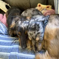 Ash, a male Miniature Dachshund for sale in Broomfield, CO – Photo 8 of 10