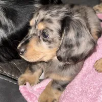 Ash, a male Miniature Dachshund for sale in Broomfield, CO – Photo 1 of 10