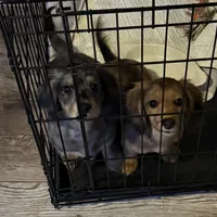 Ash, a male Miniature Dachshund for sale in Broomfield, CO – Photo 10 of 10