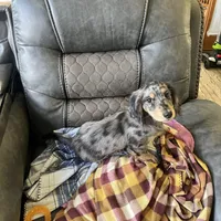 Ash, a male Miniature Dachshund for sale in Broomfield, CO – Photo 3 of 10