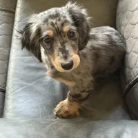 Ash, a male Miniature Dachshund for sale in Broomfield, CO – Photo 6 of 10