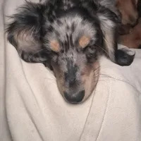 Ash, a male Miniature Dachshund for sale in Broomfield, CO – Photo 2 of 10