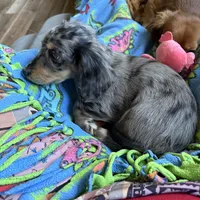 Ash, a male Miniature Dachshund for sale in Broomfield, CO – Photo 9 of 10