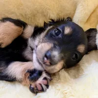 Luna, a female Miniature Dachshund for sale in Broomfield, CO – 5 of 10