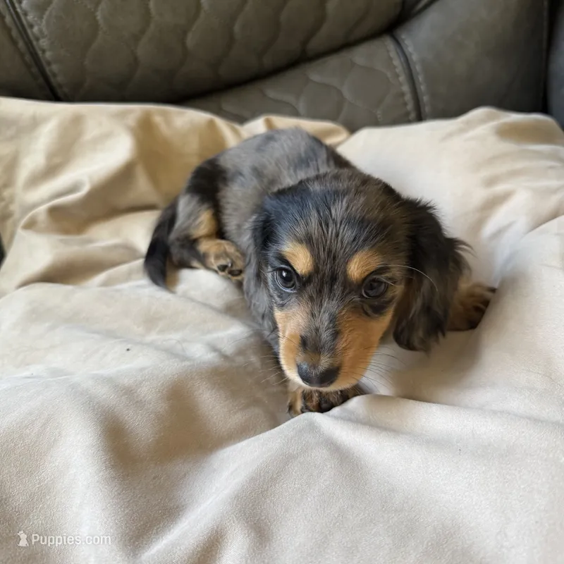 Skittles – Miniature Dachshund puppy on hold in Broomfield, CO