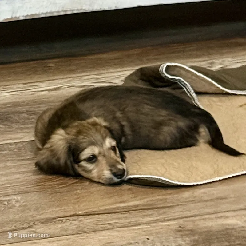 Rolo – Miniature Dachshund puppy on hold in Broomfield, CO