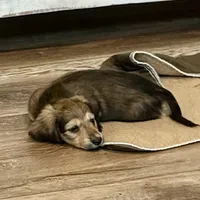 Rolo, a male Miniature Dachshund for sale in Broomfield, CO – 1 of 7