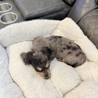 Skittles, a female Miniature Dachshund for sale in Broomfield, CO – 4 of 5