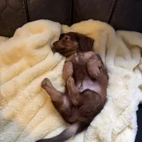 Tut, a male Miniature Dachshund for sale in Broomfield, CO – 8 of 11