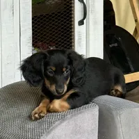 NILE, a male Miniature Dachshund for sale in Broomfield, CO – 7 of 8