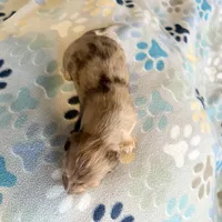 Lotus, a female Miniature Dachshund for sale in Broomfield, CO – 8 of 9