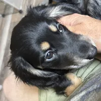 Twix, a female Miniature Dachshund for sale in Broomfield, CO – 4 of 5