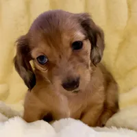 Lotus, a female Miniature Dachshund for sale in Broomfield, CO – 5 of 8