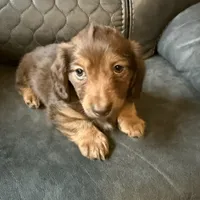 Tut, a male Miniature Dachshund for sale in Broomfield, CO – 7 of 11