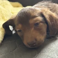 Tut, a male Miniature Dachshund for sale in Broomfield, CO – 2 of 11