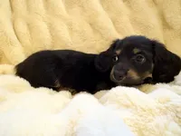 NILE, a male Miniature Dachshund for sale in Broomfield, CO – 8 of 8