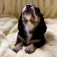 Luna, a female Miniature Dachshund for sale in Broomfield, CO – 6 of 10