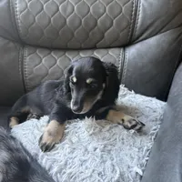 Snickers, a male Miniature Dachshund for sale in Broomfield, CO – 3 of 5