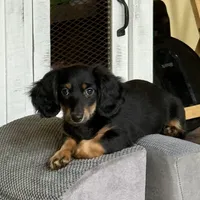NILE, a male Miniature Dachshund for sale in Broomfield, CO – 8 of 8