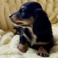 Luna, a female Miniature Dachshund for sale in Broomfield, CO – 2 of 10