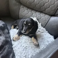 Snickers, a male Miniature Dachshund for sale in Broomfield, CO – 2 of 5