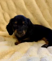 NILE, a male Miniature Dachshund for sale in Broomfield, CO – 6 of 8