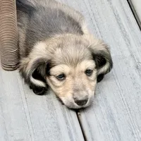 Rolo, a male Miniature Dachshund for sale in Broomfield, CO – 7 of 7