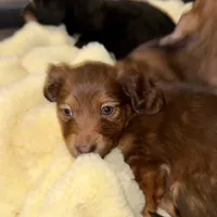Tut, a male Miniature Dachshund for sale in Broomfield, CO – 3 of 11