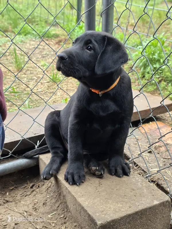 Will – Labrador Retriever puppy for sale in Rocky Mount, NC