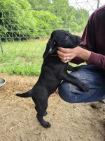 Goliath , a male Labrador Retriever for sale in Rocky Mount, NC – 2 of 2